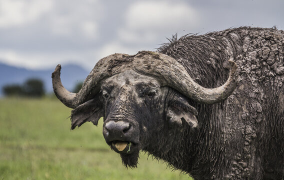 View of a powerful buffalo, its hide caked in rich mud, stands majestically against a backdrop of verdant plains and distant, hazy mountains, Nanyuki, Laikipia County, Kenya.