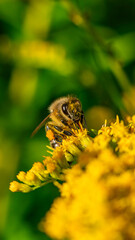 The honey bee (Apis mellifera) collects nectar from plants