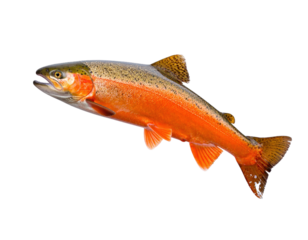 Brightly Colored Rainbow Trout Swimming in Clear Water Background