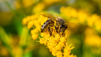 The honey bee (Apis mellifera) collects nectar from plants
