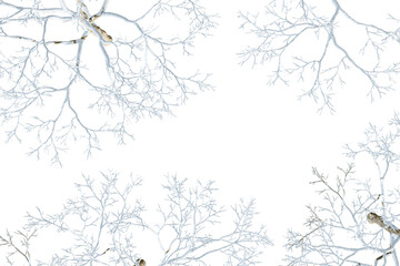 branches of tree with snow isolated on whtie