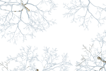 branches of tree with snow isolated on whtie