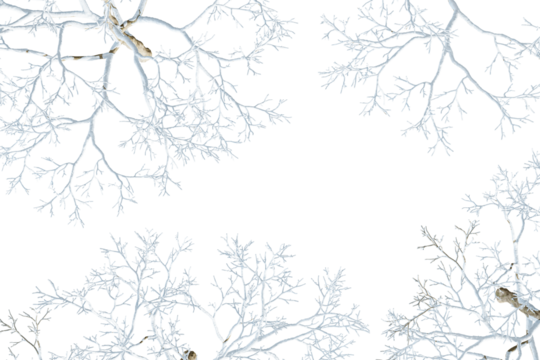 branches of tree with snow isolated on whtie