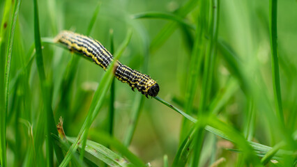 Clouded magpie moth (Abraxas sylvata) caterpillar