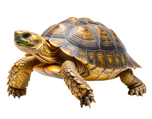 Fototapeta premium Detailed Close-Up of a Colorful Turtle on a White Background