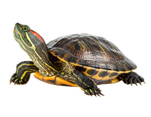 Obraz premium Colorful Turtle Resting on Rock with Natural Habitat Background