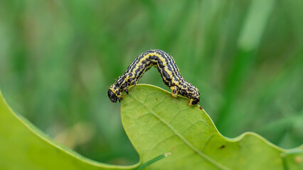 Clouded magpie moth (Abraxas sylvata) caterpillar