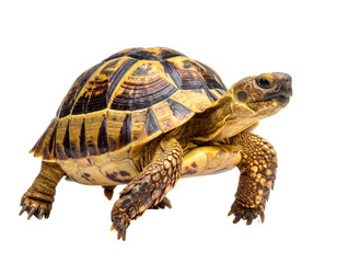 Detailed Close-up of a Colorful Tortoise Crawling on White Background