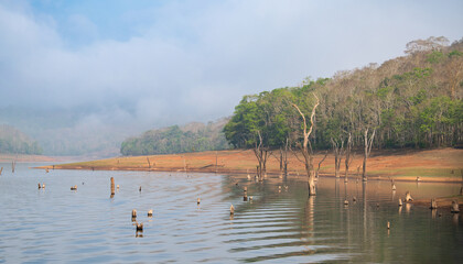 Periyar National Park, lake with forest, fog in the morning, Wildlife Sanctuary in India, Idukki...
