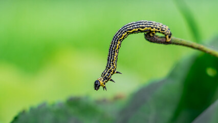 Clouded magpie moth (Abraxas sylvata) caterpillar