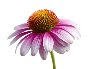  Coneflower blooming wild under summer sun