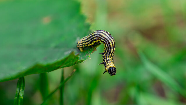 Clouded magpie moth (Abraxas sylvata) caterpillar on a leaf
