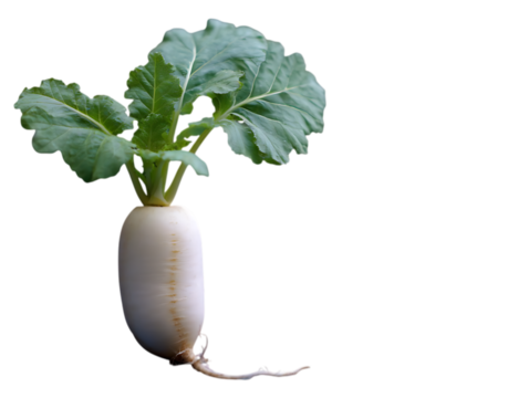 Daikon mild flavor great for salads 