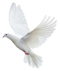 Obraz premium PNG A white dove flying photography animal bird.