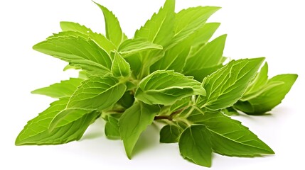 Sweet basil leaves isolated on white background cutout. Sweet basil herb.