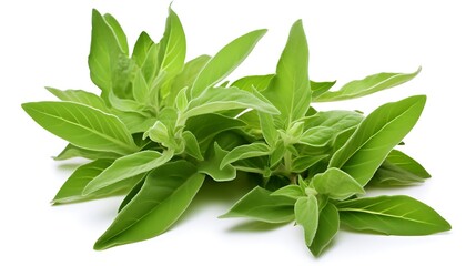 Obraz premium Sweet basil leaves isolated on white background cutout. Sweet basil herb.