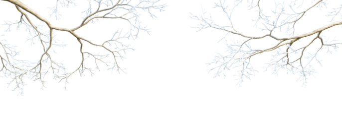 snow covered branches on tree isolaed on white