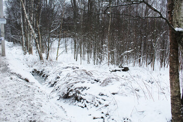 Forest winter landscape trees in snow