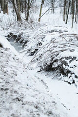 bushes in the snow in the forest. Winter forest landscape
