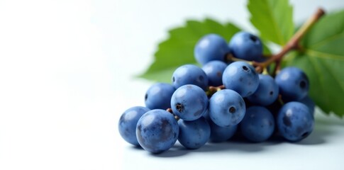 Fototapeta premium A cluster of plump, wet, blue grapes on white , isolated, wet
