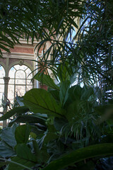 tropical garden in a vintage, large greenhouse