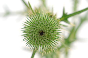 Milk thistle flower isolated on white background.