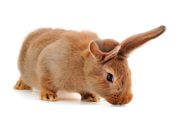 Brown rabbit isolated.