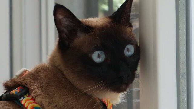 A siamese cat with blue eyes sitting on a window sill, wearing a leash, looking surprised
