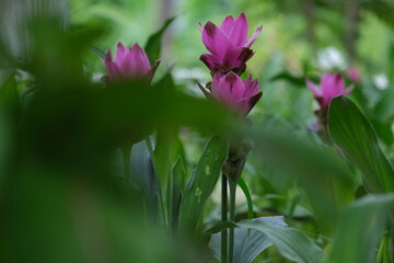 pink flower in the garden