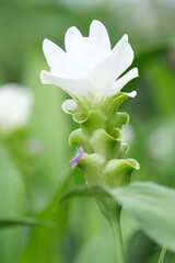 close up of a white flower