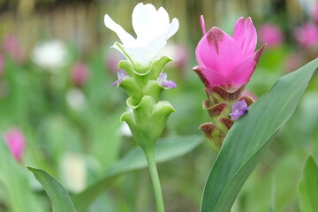 pink and white tulips