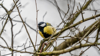 Fototapeta premium Great Tit (Parus major) sitting on branch