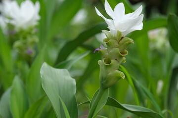 lily of the valley