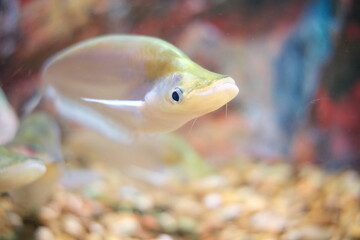 fish in aquarium