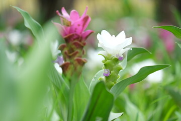 lily of the valley