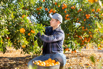 Positive man harvesting ripe green tangerines at sunny fruit farm