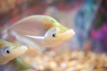 Close-up photo of fish