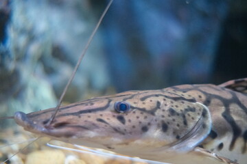 Close-up photo of fish in water