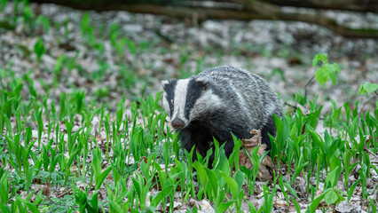 European Badger (Meles meles) walking in forest the day © Mateusz