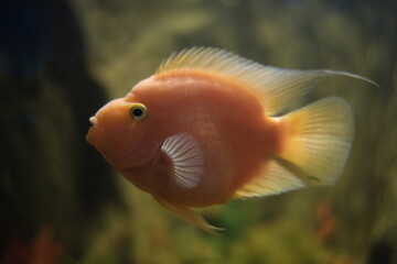tropical fish in aquarium