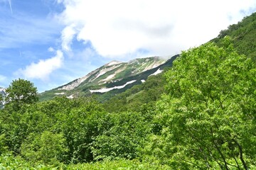 夏の栂池自然園と残雪の白馬の山々／長野県
