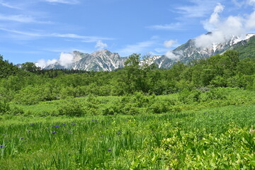 夏の栂池自然園と残雪の白馬の山々／長野県