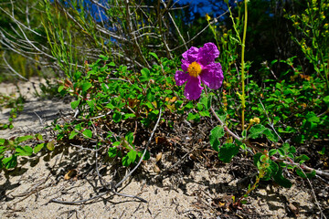 Pink rock-rose // Kretische Zistrose (Cistus creticus)  - Voidokilia, Peloponnese, Greece
