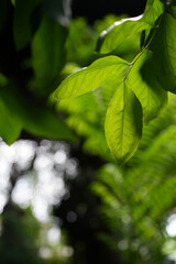 lush green Tree leaves veins texture from behind
