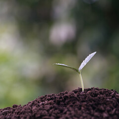 Small autumn pumpkin sprout with water droplets, macro closeup