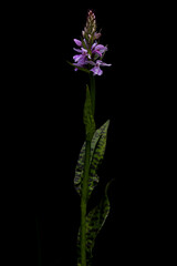 purple blooming heath spotted-orchid (dactylorhiza maculata) found in valley of river lech in...