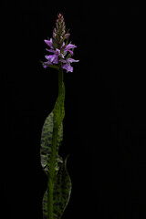 purple blooming heath spotted-orchid (dactylorhiza maculata) found in valley of river lech in...