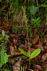 common twayblade or eggleaf twayblade (neottia ovata) found in valley of river lech in austria