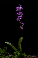 purple blooming early purple orchid (orchis mascula) found in valley of river lech in austria