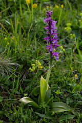 purple blooming early purple orchid (orchis mascula) found in valley of river lech in austria